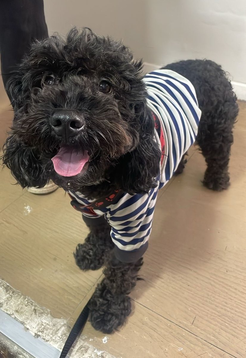 Perrito encontrado en el sector de La herradura oriente, Coquimbo. Un camión le dio un golpe pero se encuentra bien. En estos momentos lo están albergando pero no por mucho tiempo. Si lo reconoces, comunícate al +56975170610. Favor RT por si su familia lo está buscando!
#Coquimbo