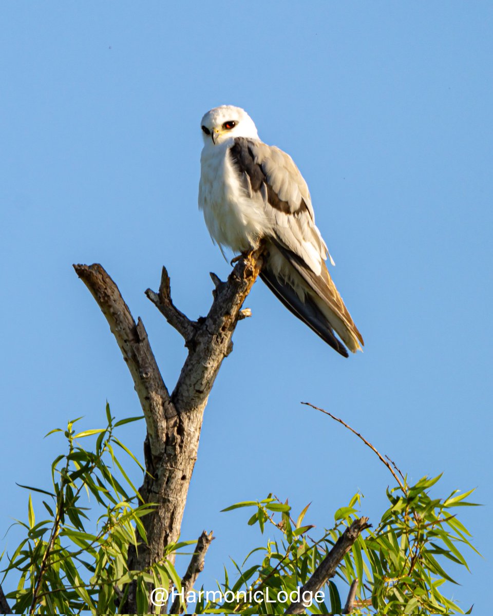 My first photograph of a white tailed kite, taken last week in sunny Southern California!