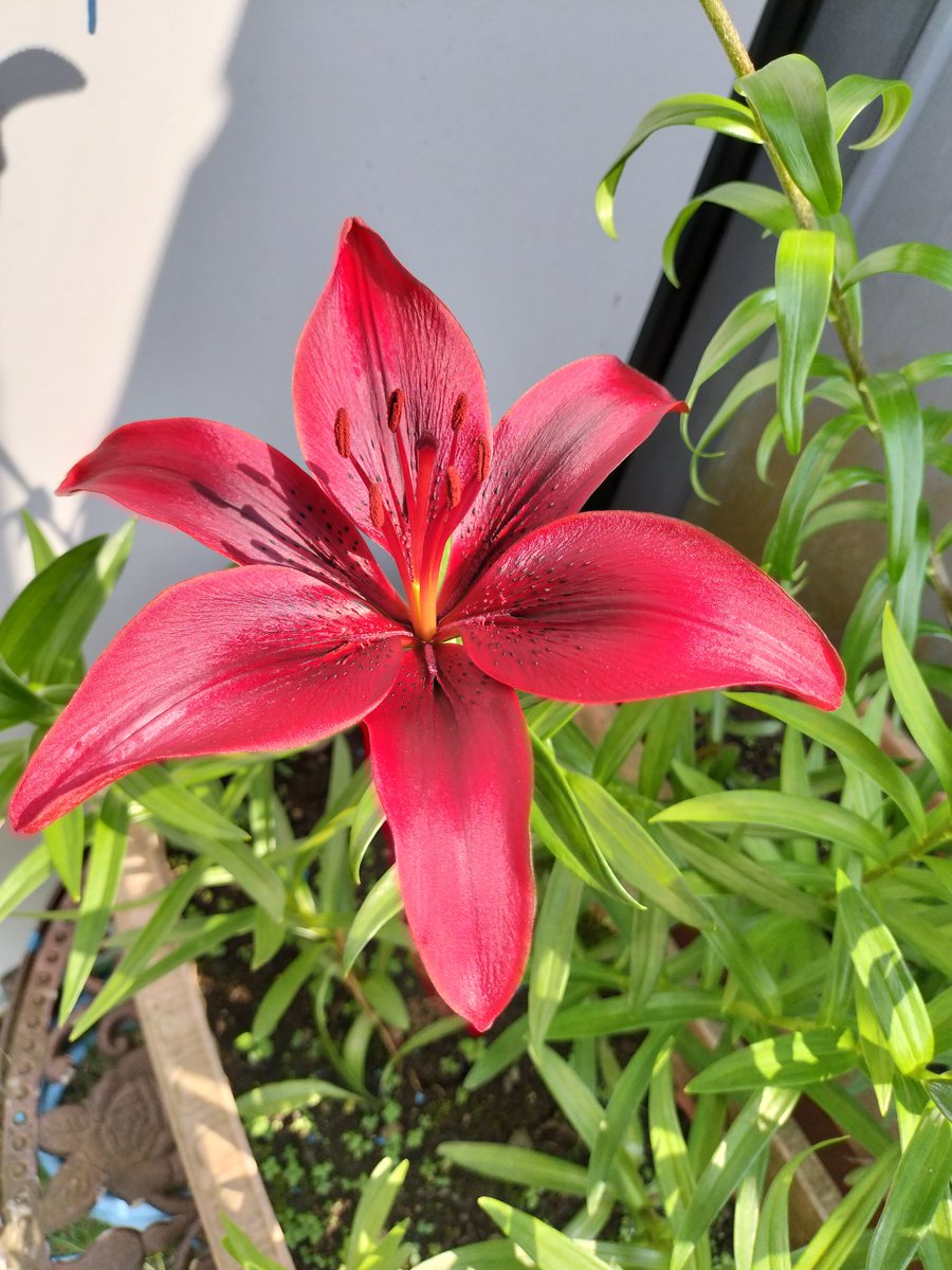 2015_maichi's tweet image. おはようございます☀今朝の気温、20℃🌡️今朝は脚休めDayにつき、ランニングお休み💤

今日は自治会の美化運動（全戸強制参加）。先週延期になったので💦今日は風があるのでそれほど暑くなく出来るかな？

美化運動前に家の掃除と畑に水散布、花に液肥をあげなきゃ💨

みなさん、穏やかな良い1日を🍀