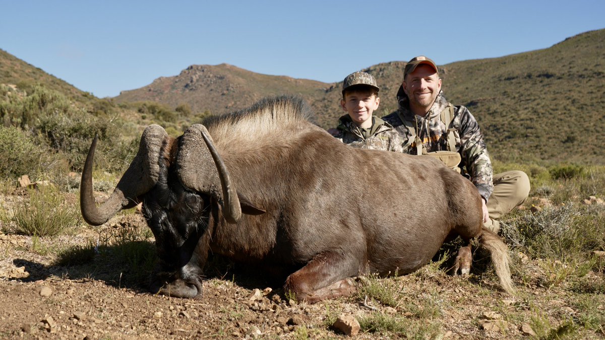 Black Wildebeest Henry took on our recent safari!