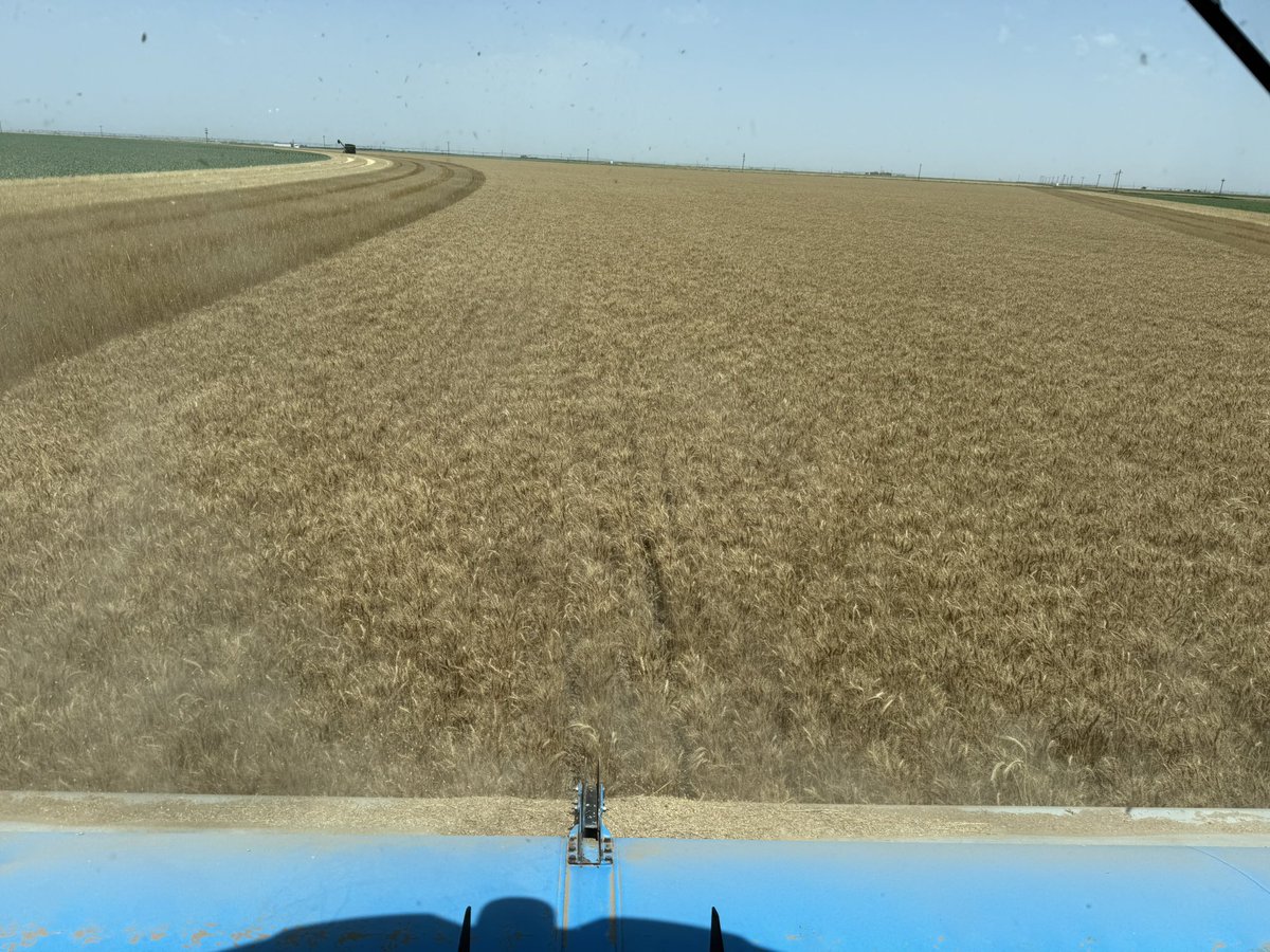 For the first time in several years, the wheat is good enough that I’m as excited about harvest as my son is