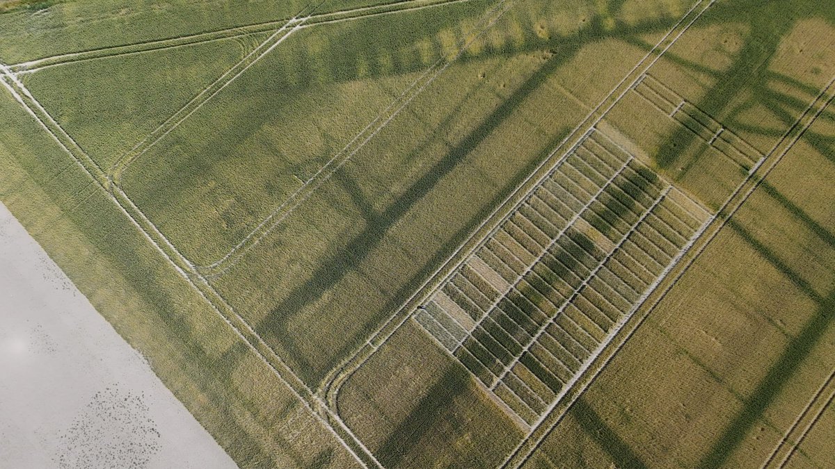 Photo aérienne de l'essai fertilisation azoté blé avec notre GEDA. On retrouve toutes les variations de terrain (année sèche).Certainement le drainage en vert foncé heureusement parallèle à l'essai.