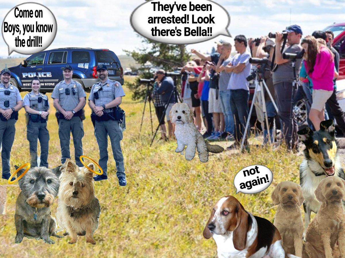 Norman Dillon🌈BovverBoy (@norman_dillon1) on Twitter photo Oh no bestie, the paparazzi can see us being arrested, they're taking photos. Thank Dog Bella is here, she'll save us! The Muvvers will go mad if they find out 😵
#theruffriderz #BovverBoys #BovverBoysForever #YellowstonePark <a href="/jennystape/">JACK BovverBoy</a> <a href="/CollieMoxie/">ᴹⁱˢˢ ᴹᵒˣⁱᵉ (ᵀʷⁱᵍᵍʸ ⁱˢ ᶠⁱⁿᵉ)</a> <a href="/ODoodles1/">ApprenticeBovverBoyyos🏍🏍</a> <a href="/basset_bella/">Angel Bella 💔🌈🐾🐶</a> Oh no bestie, the paparazzi can see us being arrested, they're taking photos. Thank Dog Bella is here, she'll save us! The Muvvers will go mad if they find out 😵
#theruffriderz #BovverBoys #BovverBoysForever #YellowstonePark <a href="/jennystape/">JACK BovverBoy</a> <a href="/CollieMoxie/">ᴹⁱˢˢ ᴹᵒˣⁱᵉ (ᵀʷⁱᵍᵍʸ ⁱˢ ᶠⁱⁿᵉ)</a> <a href="/ODoodles1/">ApprenticeBovverBoyyos🏍🏍</a> <a href="/basset_bella/">Angel Bella 💔🌈🐾🐶</a>