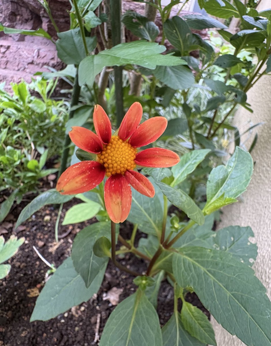 murasaki_hana_'s tweet image. おはようございます😊🌿
土の中から姿を現して
今年も咲いた
小輪多花ダリア
スイートハート
ダリアと思えないくらい
とても小さくて
可愛いらしくて🙃🌿
皆様が今日も笑顔たくさんの
素敵な一日になりますように...
#Dahlia #天竺牡丹