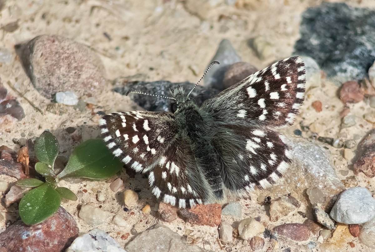 It kā sākusies Gada garāko dienu tauriņu vērošana, bet nu tāds tukšums, kā Saldus pusē sen man nav bijis - ne laiks atbilstošs, ne augi zied, ne tauriņi lido tādos daudzumos kā citus gadus ... varbūt es nemāku vērot? 😄