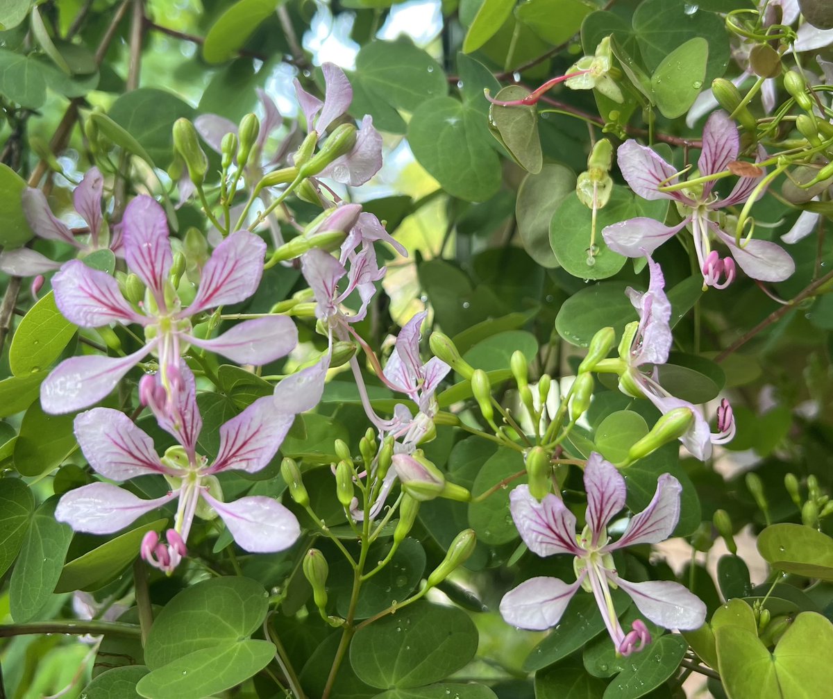 DanielGCalame's tweet image. Delicate blooms of the Yunnan Bauhinia