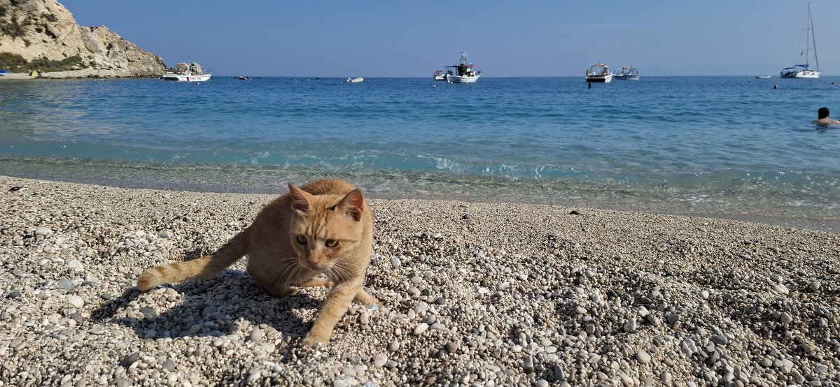 #Caturday
#CatsOfTwitter
#CatsOfX