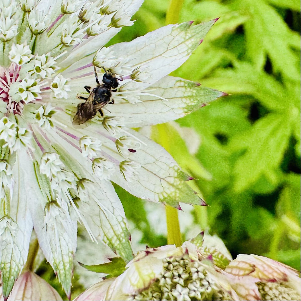 Here we go with a late edition of #SquareCropSaturday 

Flower (Google tells me it’s Astrantia - who am I to argue!) with bonus bug of some description 

             Share a #Square 😁

Have the best of days everyone 😊