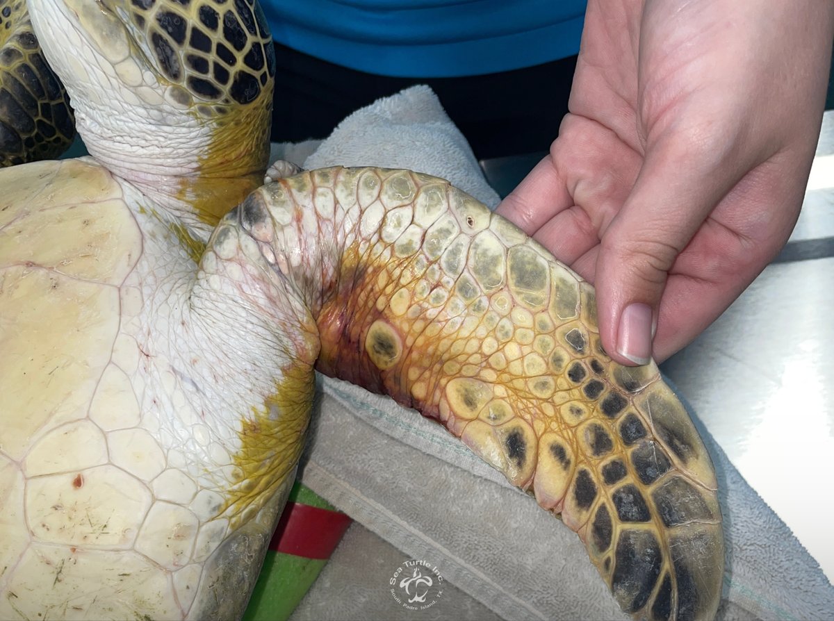 Waterloo arrived with ligature marks from a recent entanglement—likely fishing line or ocean debris. 

Entanglement is a major threat to sea turtles. Dispose of fishing line properly, cut back on plastic, and support marine conservation.