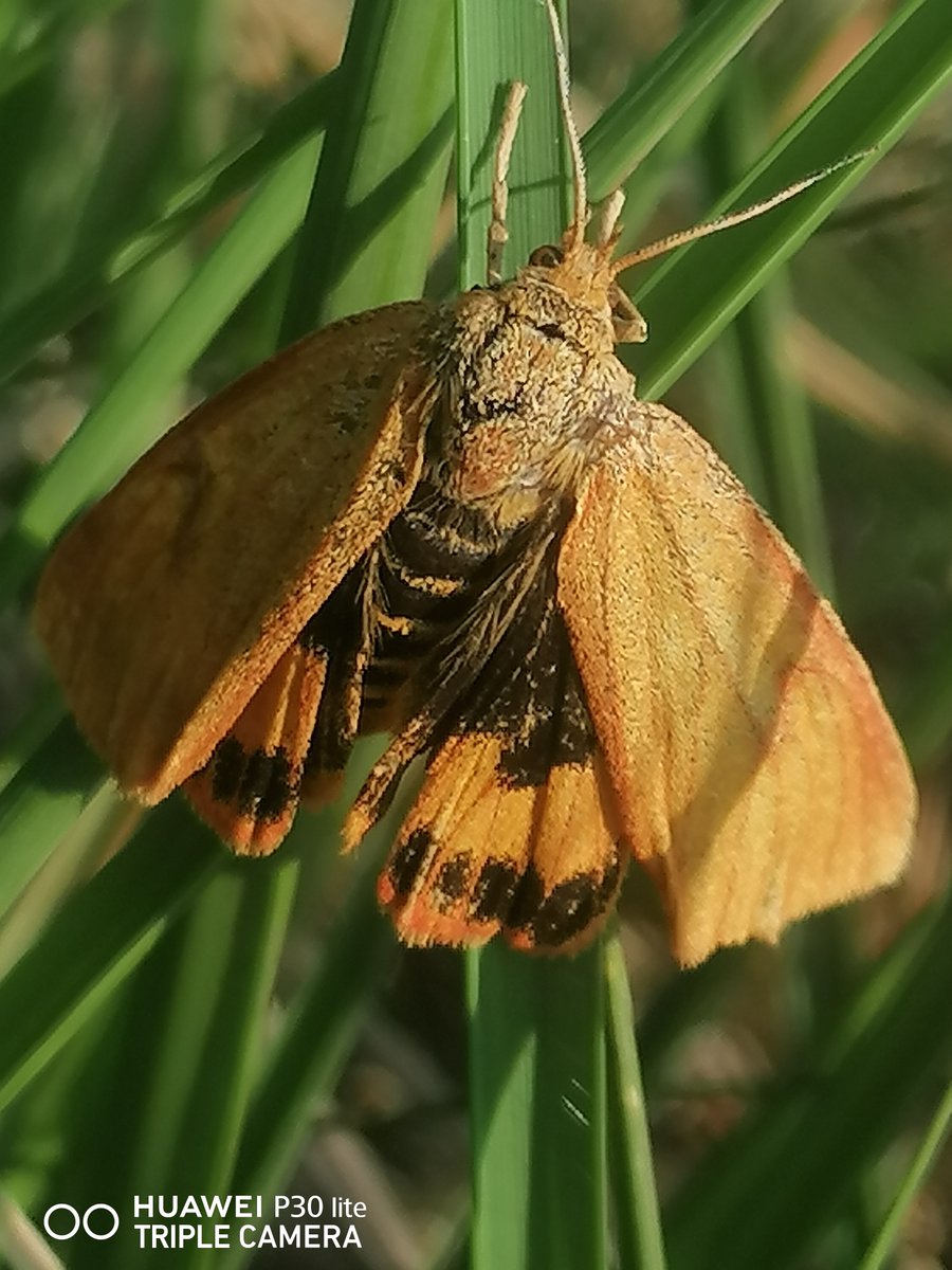 Rambling Ray (@ray_rambling) on Twitter photo Extremely Rare find along Cannock Chase Sherbrook Valley, Female Clouded Buff Moth Diacrisia sannio Unlike daytime flying Males Pale Yellow Maroon spots, elusive Nocturnal Females are a Stunning Flame Orange, Red veins with Black Spots <a href="/BritishMoths/">British Moths</a> <a href="/savebutterflies/">Butterfly Conservation ๐ฆ</a> <a href="/s4r4h_l/">Sarah L</a> Extremely Rare find along Cannock Chase Sherbrook Valley, Female Clouded Buff Moth Diacrisia sannio Unlike daytime flying Males Pale Yellow Maroon spots, elusive Nocturnal Females are a Stunning Flame Orange, Red veins with Black Spots <a href="/BritishMoths/">British Moths</a> <a href="/savebutterflies/">Butterfly Conservation ๐ฆ</a> <a href="/s4r4h_l/">Sarah L</a>
