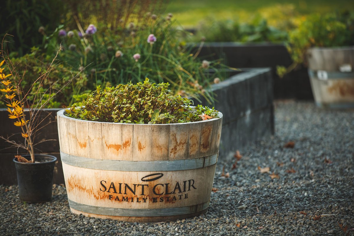 At Saint Clair, sustainability guides everything we do, from vineyard to glass 🍃  At the Vineyard Kitchen, we keep it local, growing herbs onsite and sourcing fresh produce from nearby #nzwine