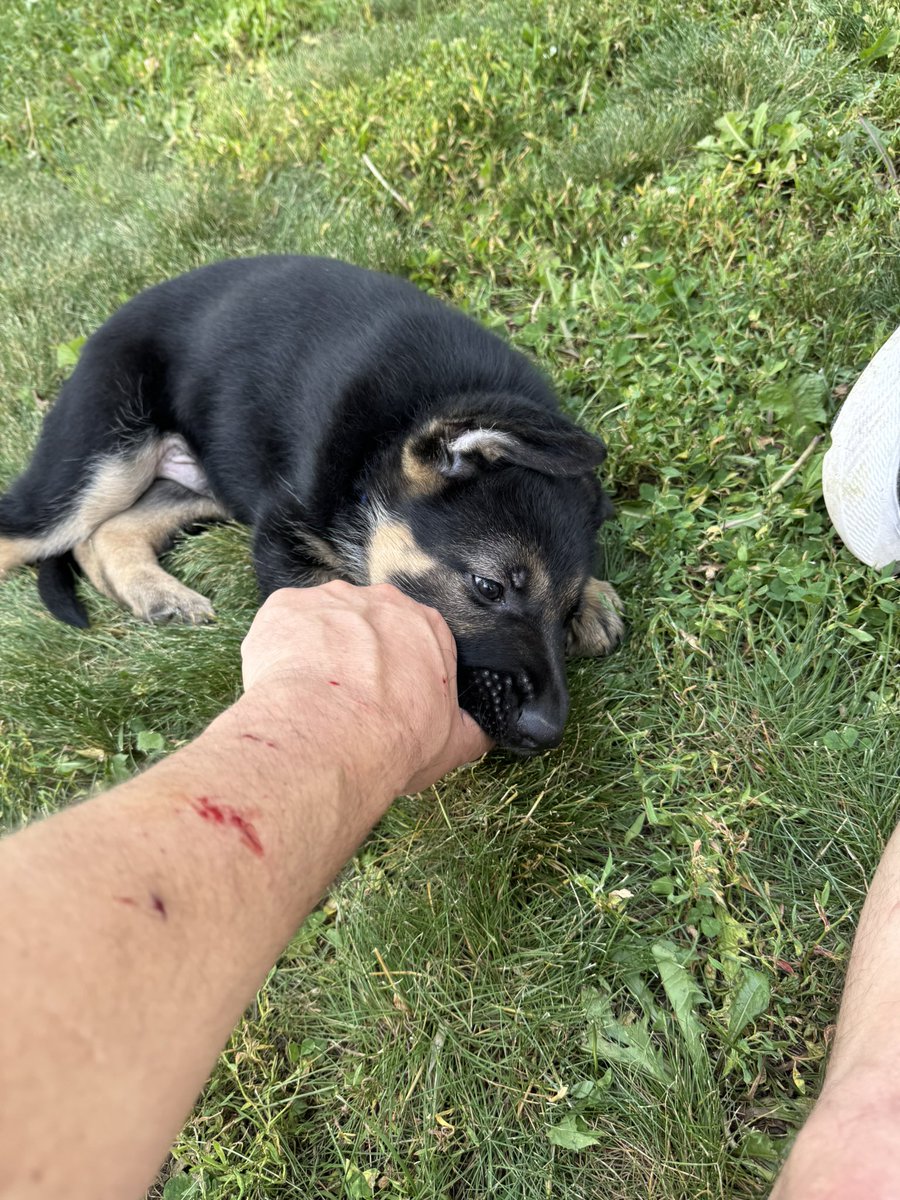 When we picked him up his name was blue, then Walter, then Smokey…I said Smoke on the Walter, but