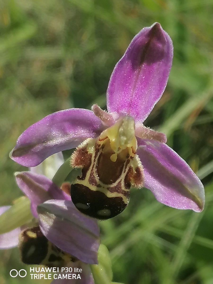Rambling Ray (@ray_rambling) on Twitter photo Real joy to see Fabulous looking Bee Orchid Ophrys apifera, Flower rich Ancient Meadows below Battlesbury Iron Age hillfort. Perfect Lilac sepals, Velvet Gold-Brown lower lip. Hard to believe Slug like stumpy tips are actually petals! <a href="/BSBIbotany/">BSBI: Botanical Society of Britain & Ireland</a> <a href="/wildflower_hour/">wildflowerhour</a> #wildflowerhour Real joy to see Fabulous looking Bee Orchid Ophrys apifera, Flower rich Ancient Meadows below Battlesbury Iron Age hillfort. Perfect Lilac sepals, Velvet Gold-Brown lower lip. Hard to believe Slug like stumpy tips are actually petals! <a href="/BSBIbotany/">BSBI: Botanical Society of Britain & Ireland</a> <a href="/wildflower_hour/">wildflowerhour</a> #wildflowerhour