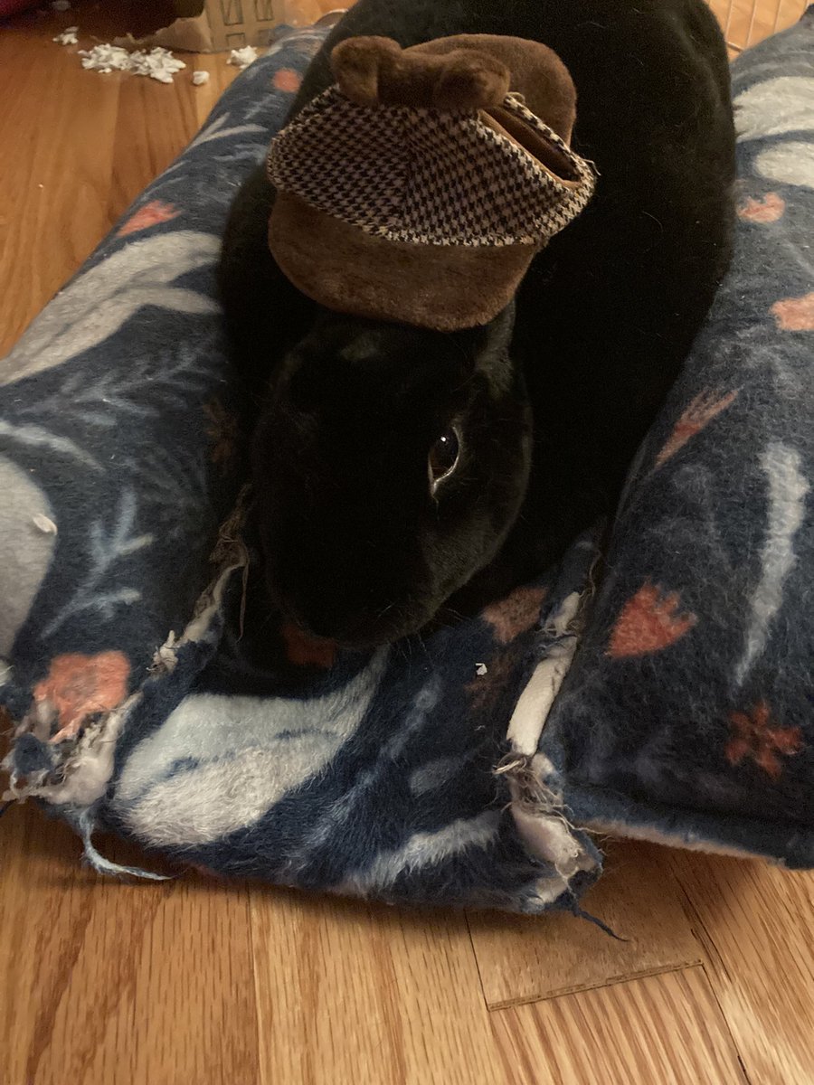 Detective Lois is on the case! <a href="/HouseRabbit/">House Rabbit Society</a>