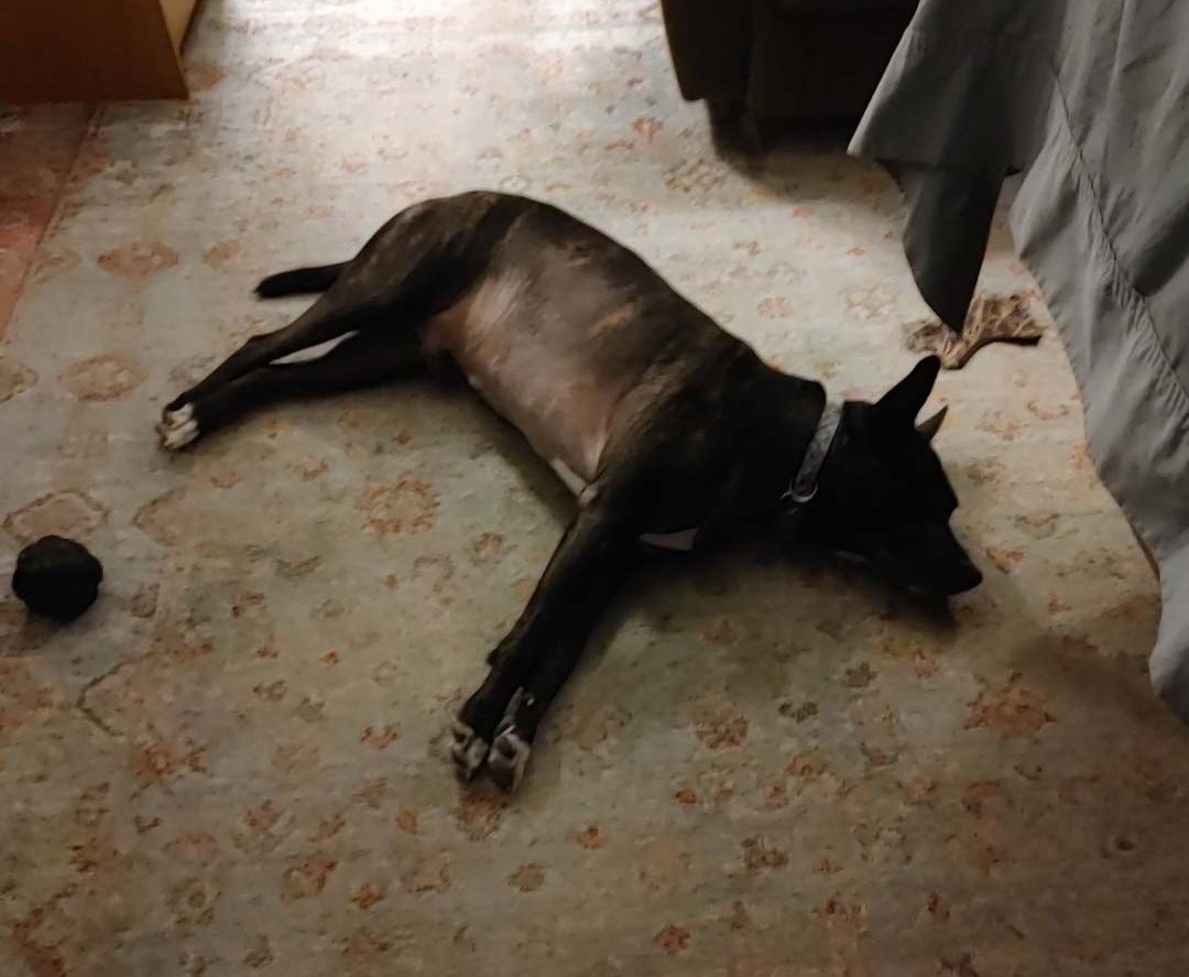MHenry6120's tweet image. Mama made me take a bath and the A/C is on cuz the "feels like" is 101° here so now I'm naked and cold and pouting.
Stay cool, pals! 🥵