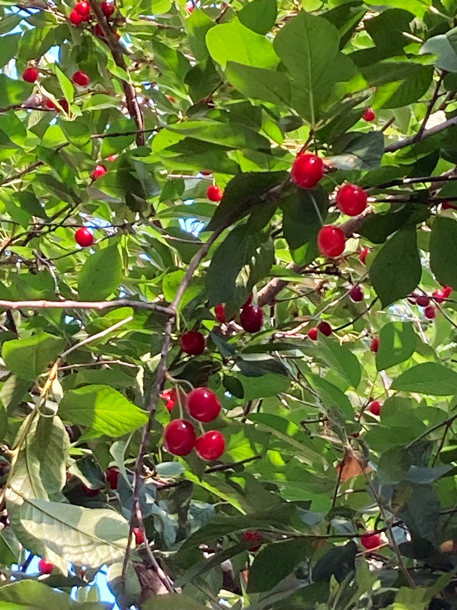 Doğum günüm an itibarıyla sona erdi. En uzun günde doğmanın tadını doya doya çıkardım, şehrin tadını da 💘#21Haziran 🍒☀️🌍💙