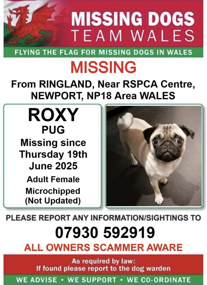 missingdogwales's tweet image. ‼️#ROXY  #MISSING IN UNFAMILIAR AREA‼️
🔻
SHE RUN OFF NEAR THE RSPCA CENTRE IN #RINGLAND AREA #NEWPORT NP18 
ON THURSDAY 19th JUNE 
🔻
ROXY IS MICROCHIPPED ( Contact number not updated as yet ) SO PLEASE IF YOU SEE HER CALL THE NUMBER ASAP ⬇️⬇️