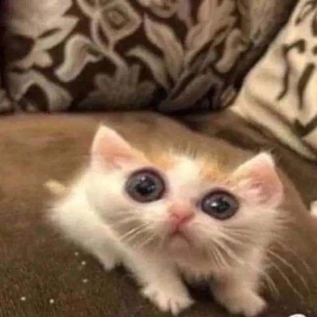 Kang rekom tweet media