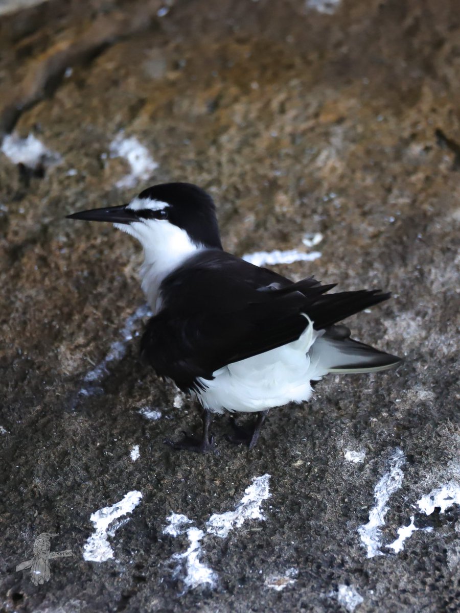 Charrán Monja
Bridled Tern
Onychoprion anaethetus

📍 Arecibo, Puerto Rico 🇵🇷

#BirdsSeenIn2025 #PuertoRico #birding #birdwatching #birdphotography #eBird