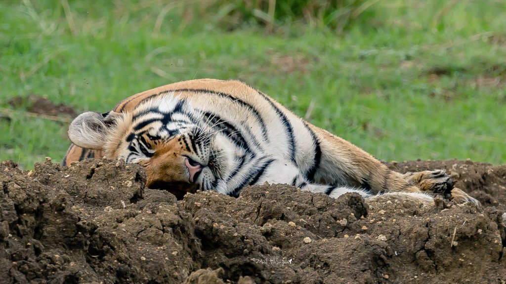 Weekend be like!! #aves #mammals #IndiAves #ThePhotoHour #birdphotography #NaturePhotography #canonindia #dailypic #wildlife #canon <a href="/IndiAves/">IndiAves</a> #TwitterNatureCommunity #Jungle <a href="/NatGeoIndia/">Nat Geo India</a> <a href="/mytadoba/">Tadoba-Andhari Tiger Reserve</a> <a href="/Canon_India/">CANON India</a> #wildlifephotography #India #forest #TigerNation #Tigers #wildlife