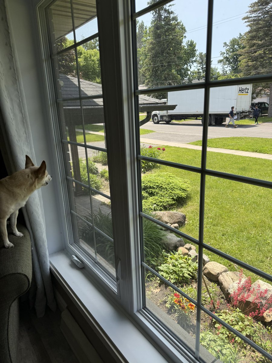 Race break because new neighbours are moving in and Enzo is giving them a very barky hello.