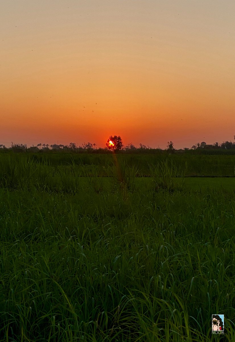 غروب في حضن الشجرة ✨🌳🌅🫂✨