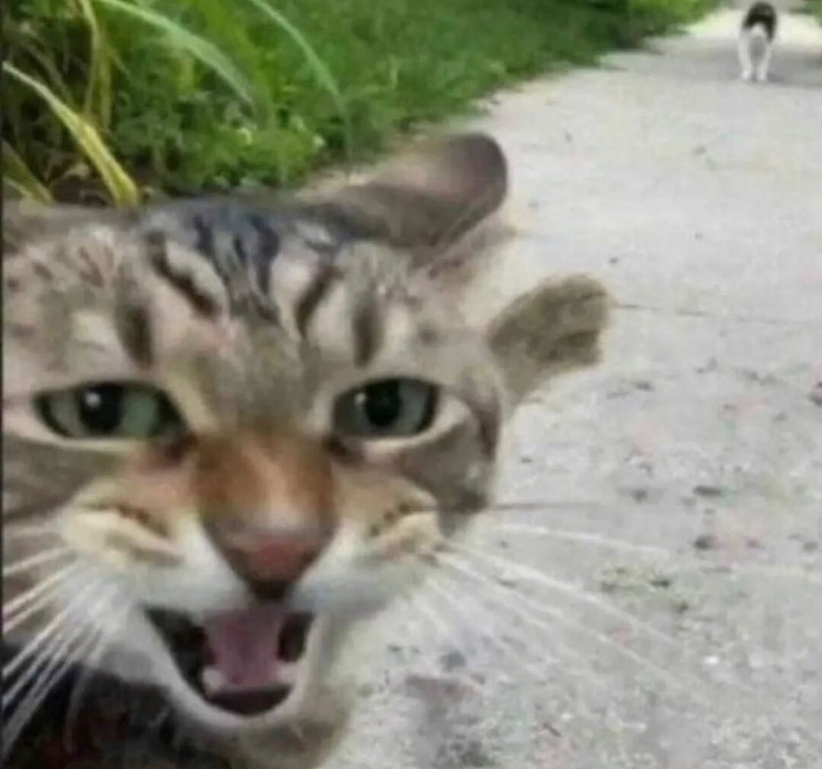 Punch Cat tweet media
