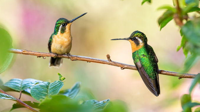 The Hummingbird Contest ends Sunday Night! - mailchi.mp/4f4003c45984/p…
Get your flash fiction in by midnight for a chance to win $300 and publication in Pulp Literature!