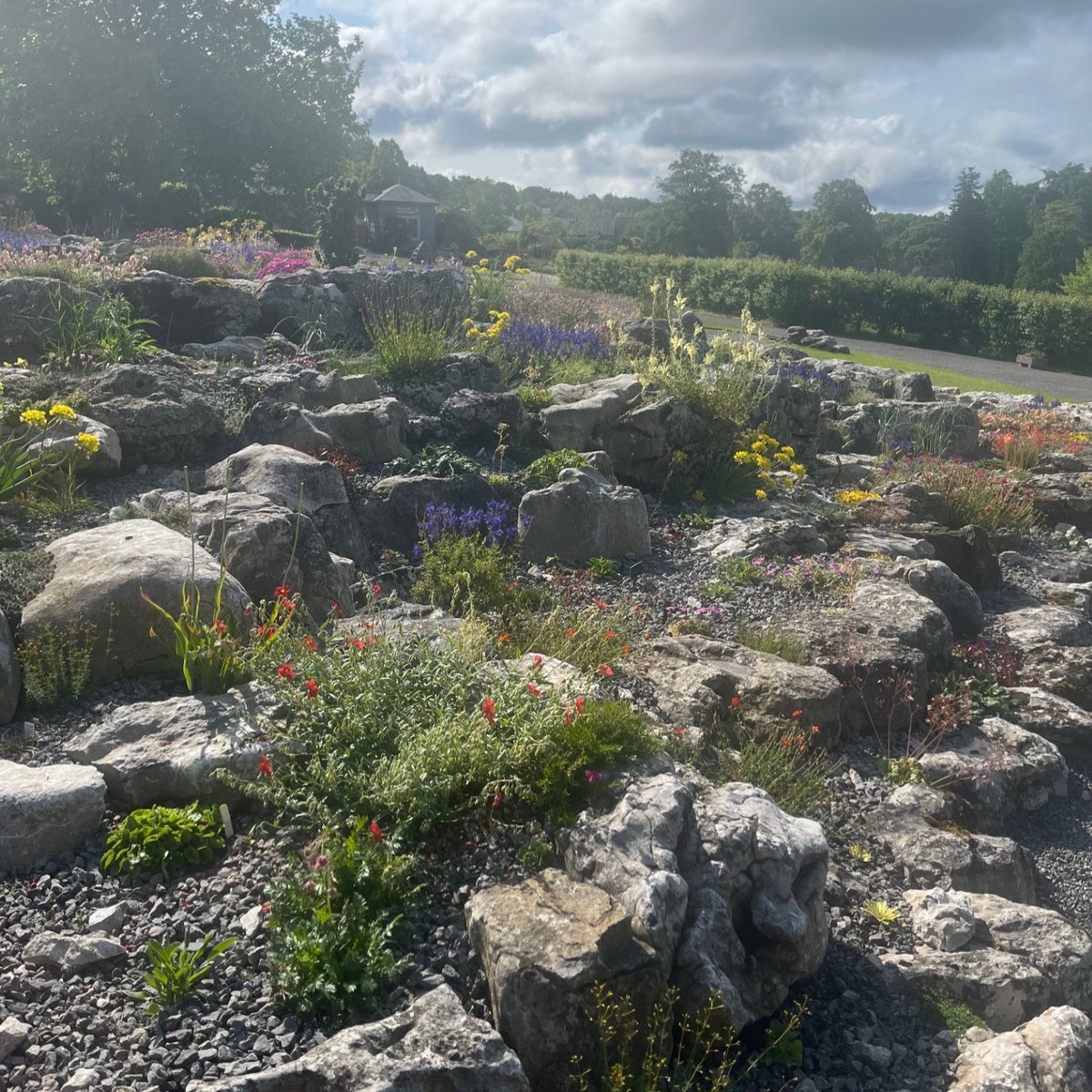 Have you visited the new Limestone Rock Garden yet?

Discover an array of colourful, tiny alpine beauties, that have been perfectly nestled into dramatic slabs of limestone.

#RHSHarlowCarr #Alpines #RockGarden