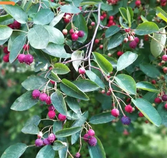 Unser Naschgarten ist um eine Frucht reicher. Das erste Jahr seit Pflanzung, dass unsere Felsenbirne Früchte trägt. Sie schmecken wunderbar, eine Mischung aus Birne und Beere.