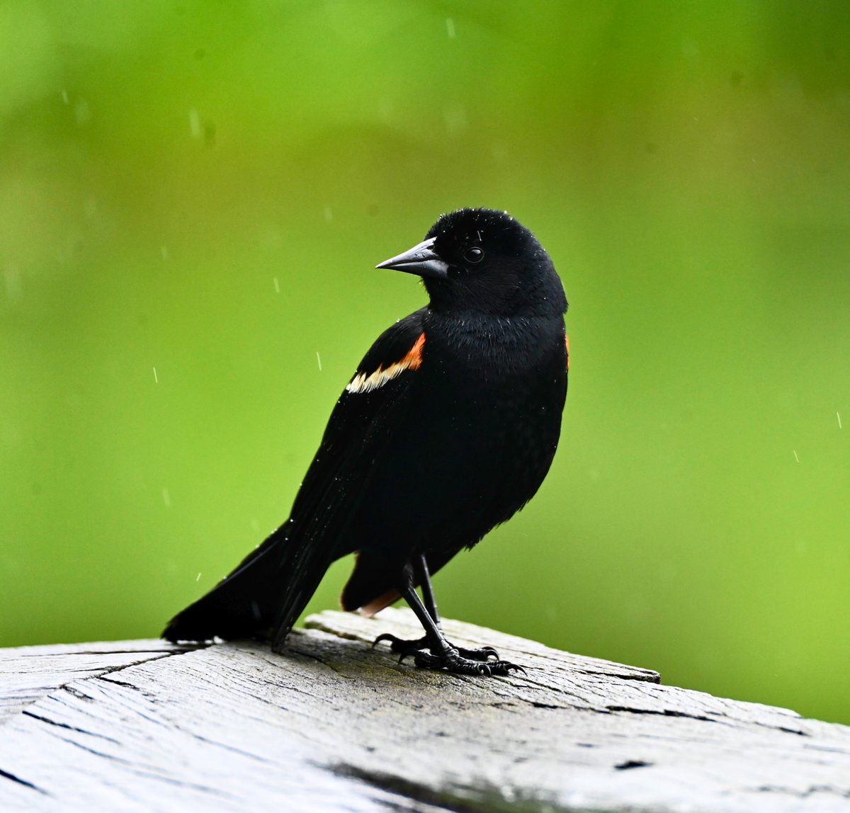 Red winged blackbird seemingly unfazed by the rain today. #birds #birdwatching #birdcpp #mymorningwalk #nyc
