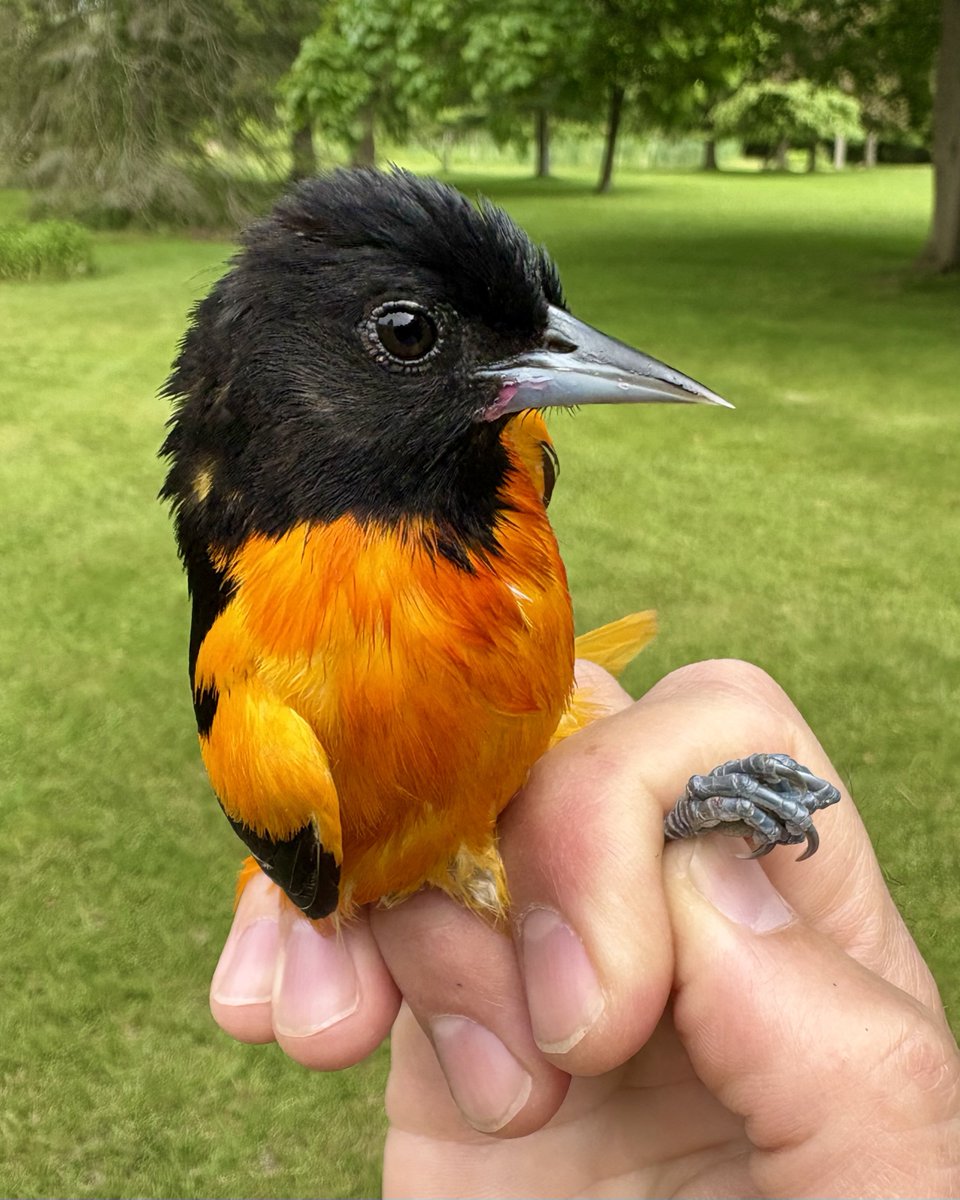 BUSTED 🍇 

(Baltimore Oriole)