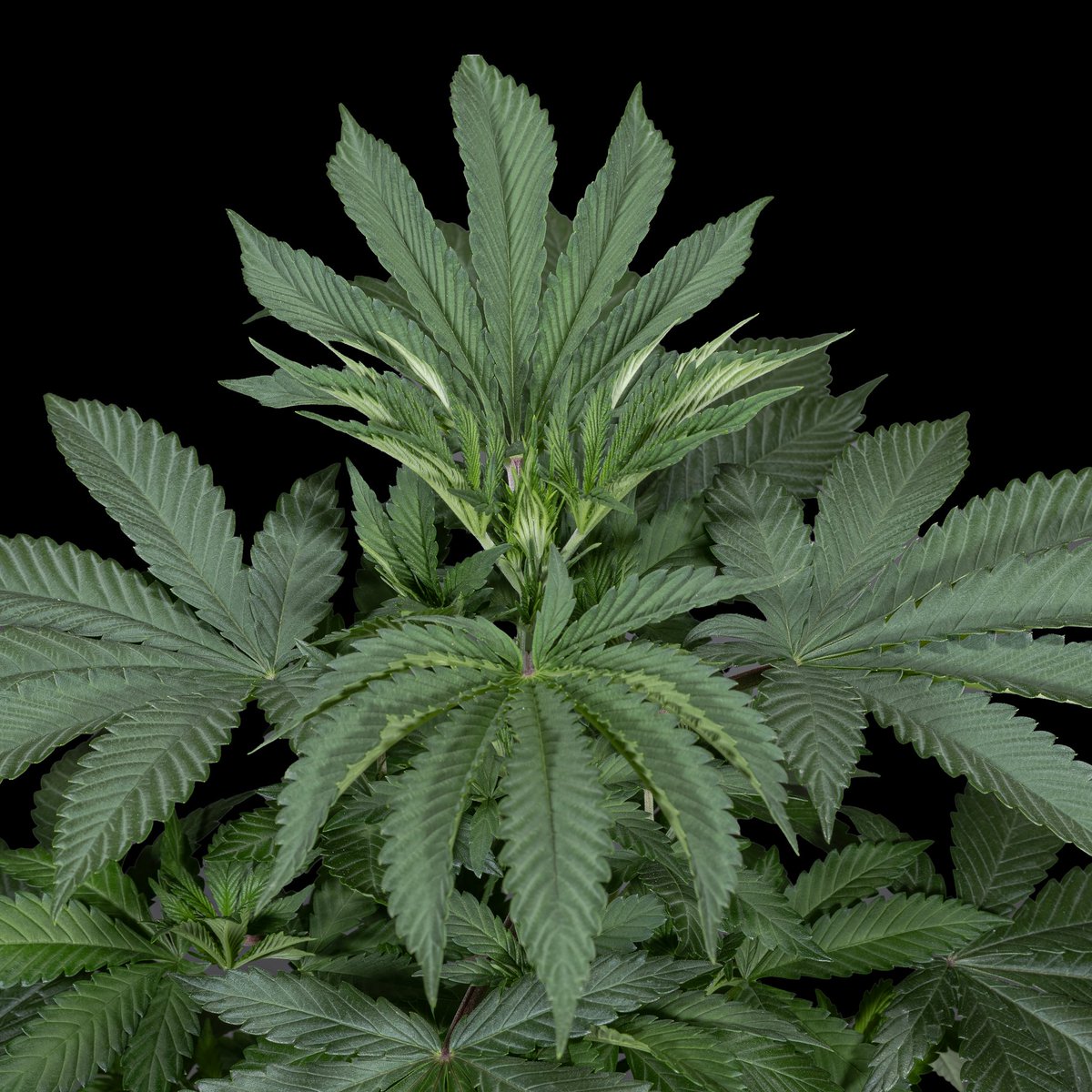 KannabiaSeeds's tweet photo. ZOAP ROSร ๐ฉท๐๐
#Kannabia ๐ฑ
โน๏ธ Info #seeds ...
https://t.co/iuCrbjDrP2
Fem โ๏ธ
Rainbow Sherbet x Pink Guava
Indica dominant hybrid
#NewGenetics 2025 โจ๏ธ๐
#kannabiaseeds