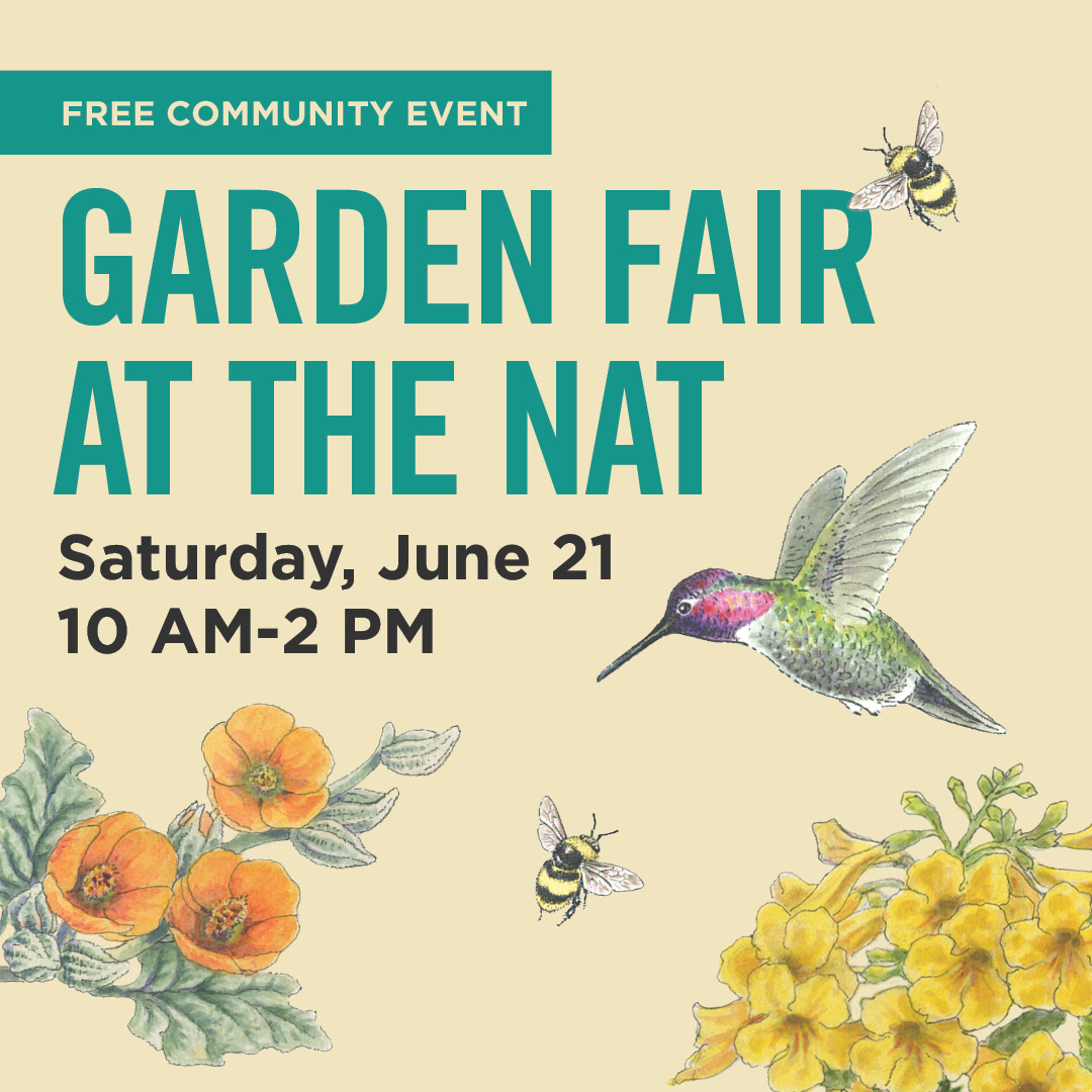 We’re excited to be part of the <a href="/SDNHM/">The Nat</a> FREE annual Garden Fair on Saturday, June 21! Buzz on by from 10 AM-2 PM in Balboa Park for family fun activities, learn about native plants, and the power of our local pollinators.