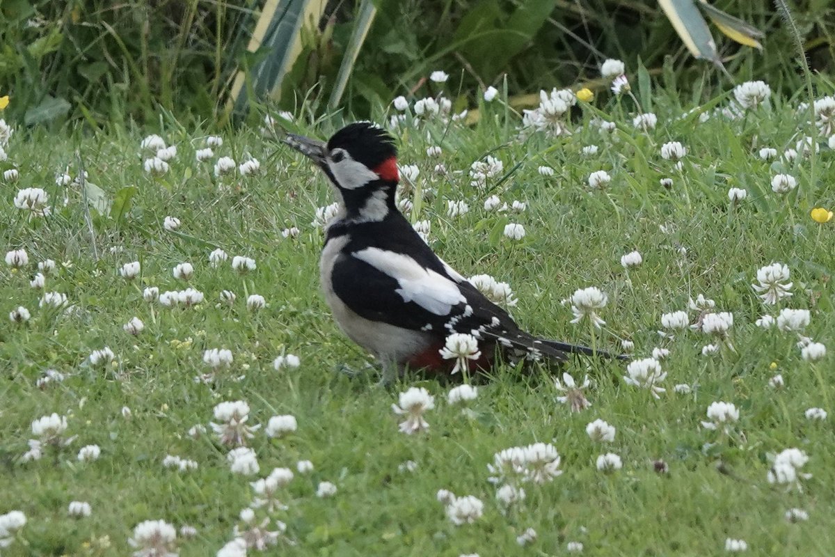 Steve Hearn (@stevesdhearn22) on Twitter photo We’ve had constant Great Spotted Woodpeckers in our garden for some time - always bullying the smaller birds on and around the feeders. The adults are now joined by the red-capped youngsters and its bedlam with peckers everywhere! <a href="/DevonBirds/">Devon Birds</a> <a href="/wildlife_devon/">Wildlife In Devon</a> <a href="/dartmoornpa/">Dartmoor National Park</a> We’ve had constant Great Spotted Woodpeckers in our garden for some time - always bullying the smaller birds on and around the feeders. The adults are now joined by the red-capped youngsters and its bedlam with peckers everywhere! <a href="/DevonBirds/">Devon Birds</a> <a href="/wildlife_devon/">Wildlife In Devon</a> <a href="/dartmoornpa/">Dartmoor National Park</a>