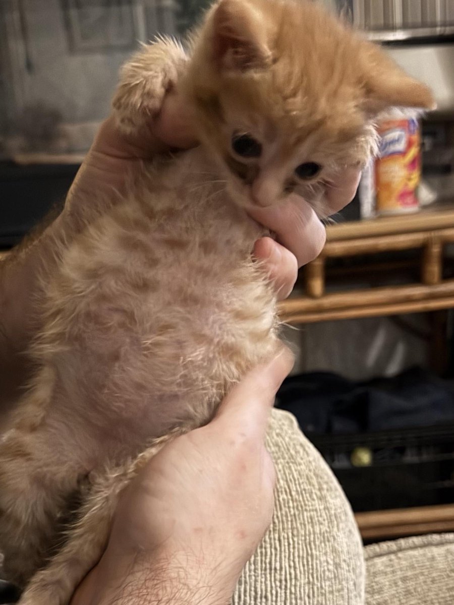 [WATCH PARTY] Brawlhalla midseason champs

 😈 KEGSHOUTS