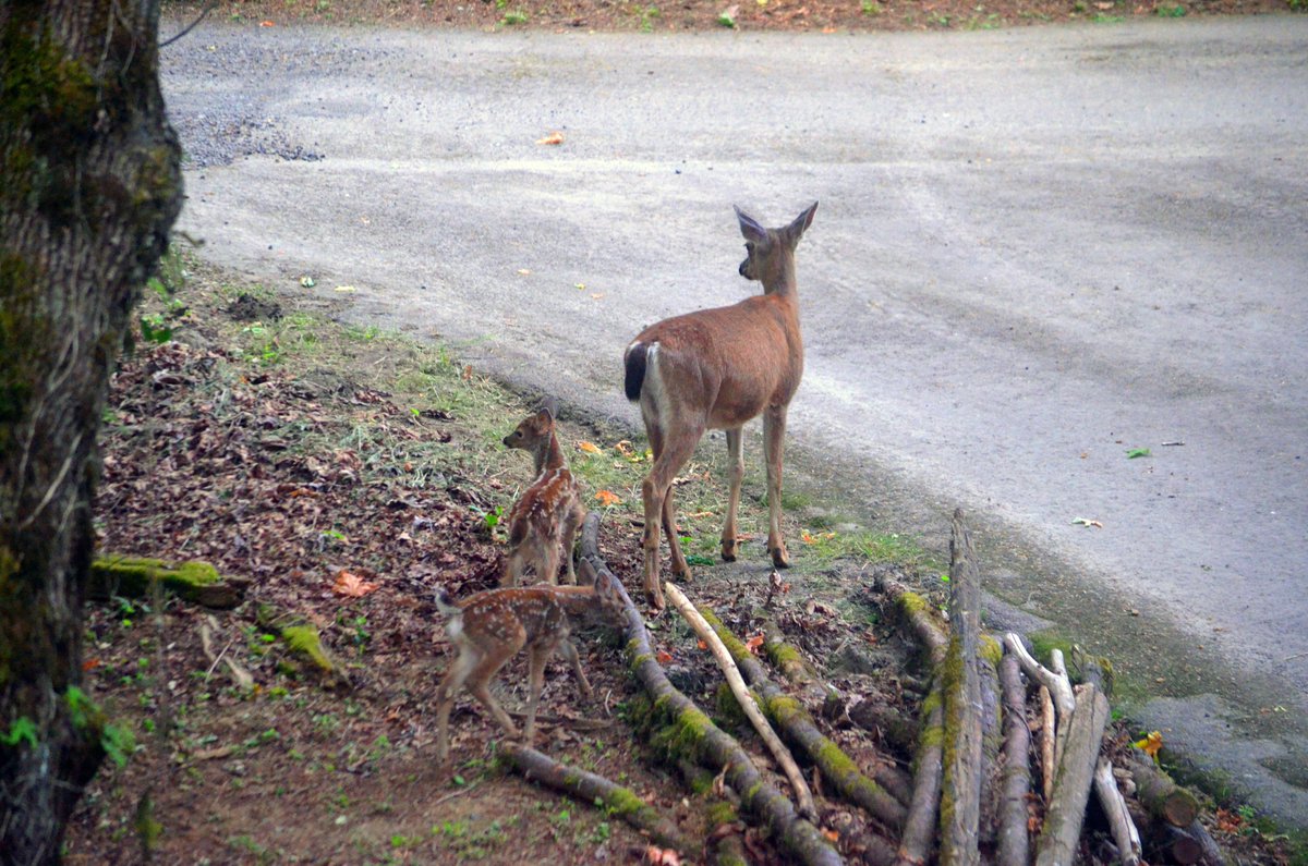 It's fawn season in our neck of the woods! First ones of the year!

#deer #fawns #wildlife #wildĺifephotography
