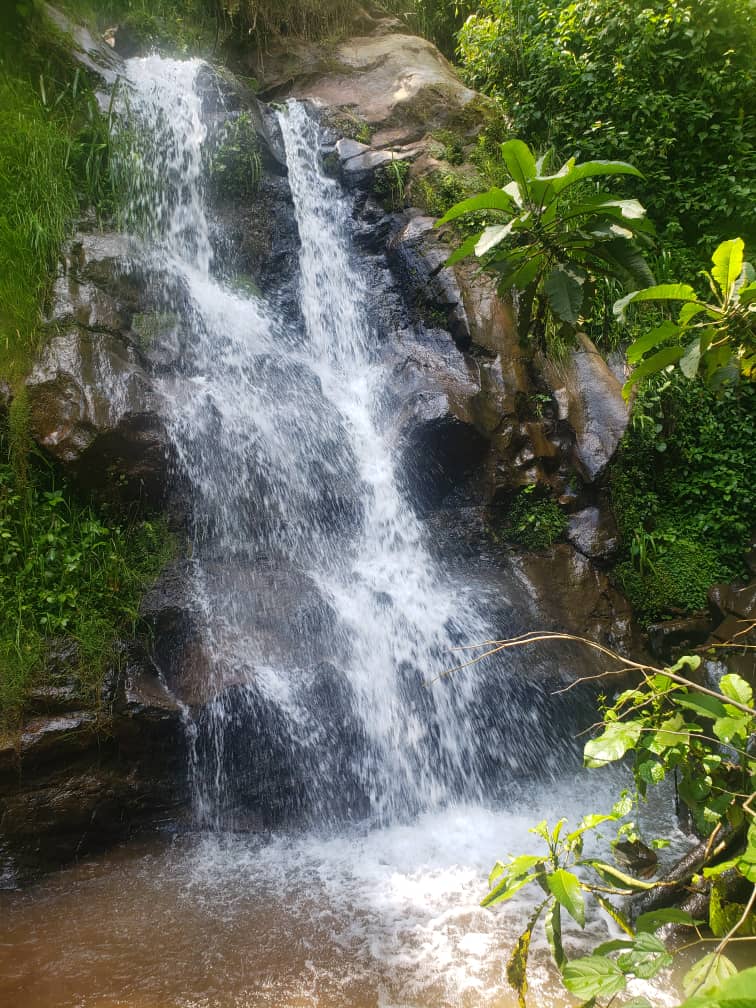 Forest of Hope (FHA) tweet media