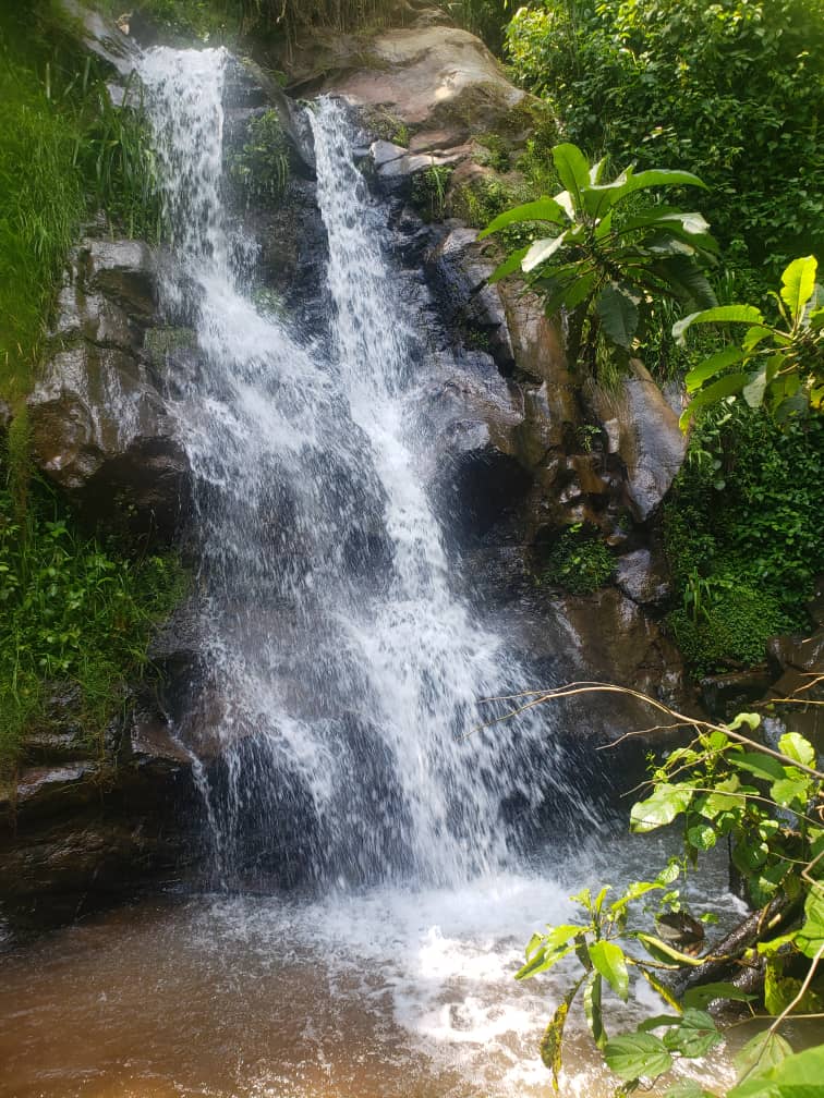 Forest of Hope (FHA) tweet media