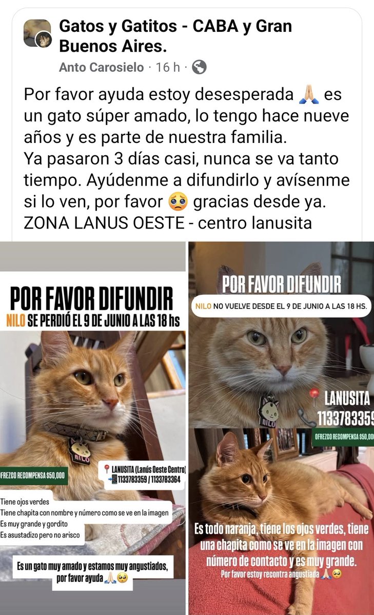 Sylvi@ Millán (@millanneururer) on Twitter photo 