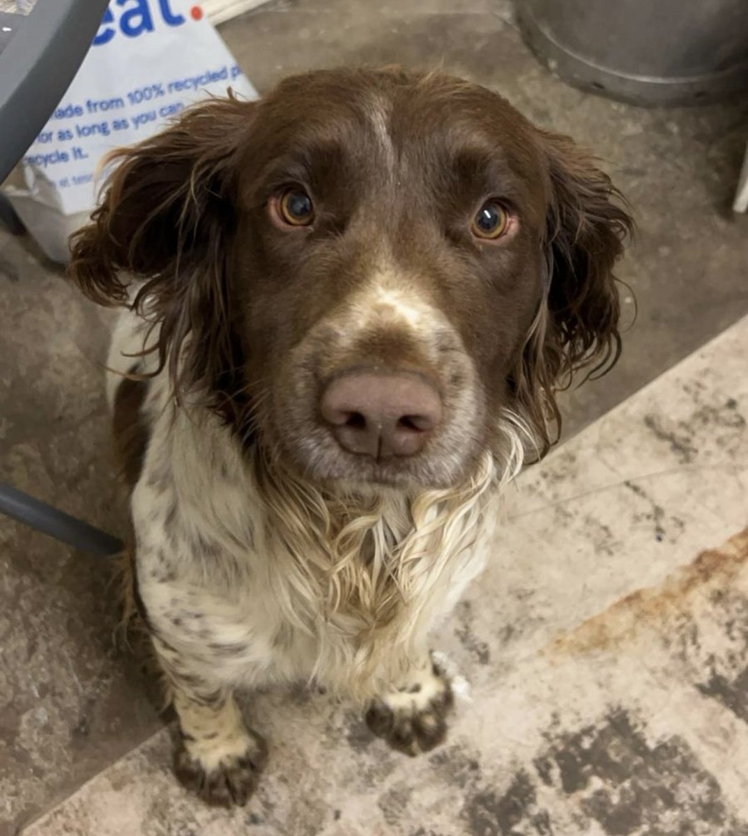 millypod1's tweet photo. 🆘14 JUN 2025 #Lost Pongo #ScanMe
Hazel/White English Springer Spaniel Male
Twentypence Road #Cottenham #Cambridge #CB24 #Cambridgeshire East Anglia
https://t.co/bTmWJrm2bF https://t.co/7mvZeJoUKx