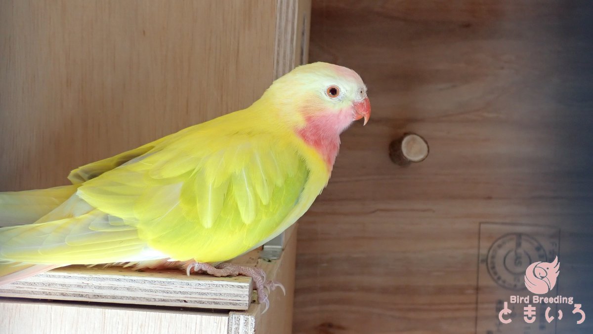子供の頃からの憧れの鳥で、どうにか繁殖成功に漕ぎ着けられないかと頑張っているけど、どうやらペアの相性が宜しくない様子。このまま一緒に飼い続けたら仲良くなるとか希望を抱いて良いものか。。。さすがにL1200×W900×H600は狭すぎたかもなので大きなスペース(容積4倍)を製作中です。