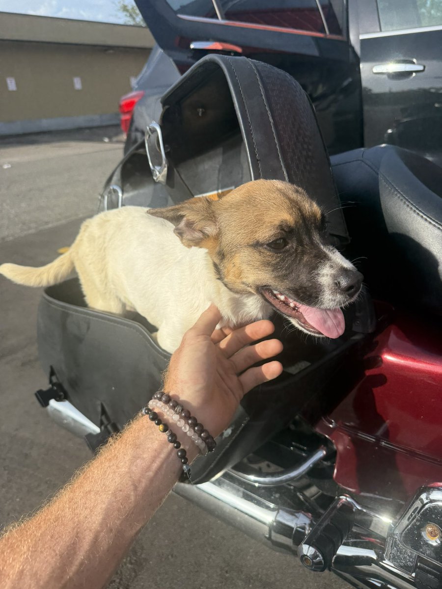 FMLkendal's tweet image. I rescued a pupper at a gas station this morning… thankful for community that is always willing to help out. 
#motorcycle #pupper #rescue #friends