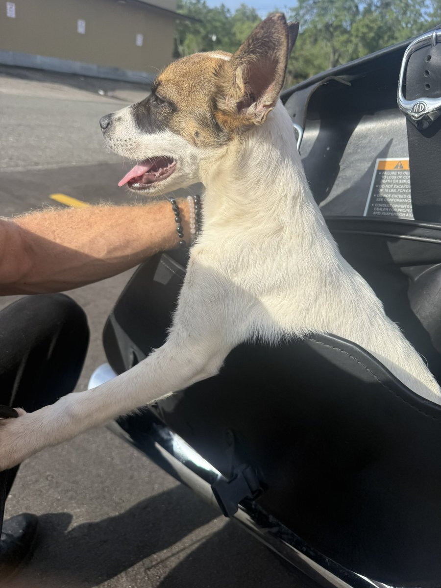 FMLkendal's tweet image. I rescued a pupper at a gas station this morning… thankful for community that is always willing to help out. 
#motorcycle #pupper #rescue #friends
