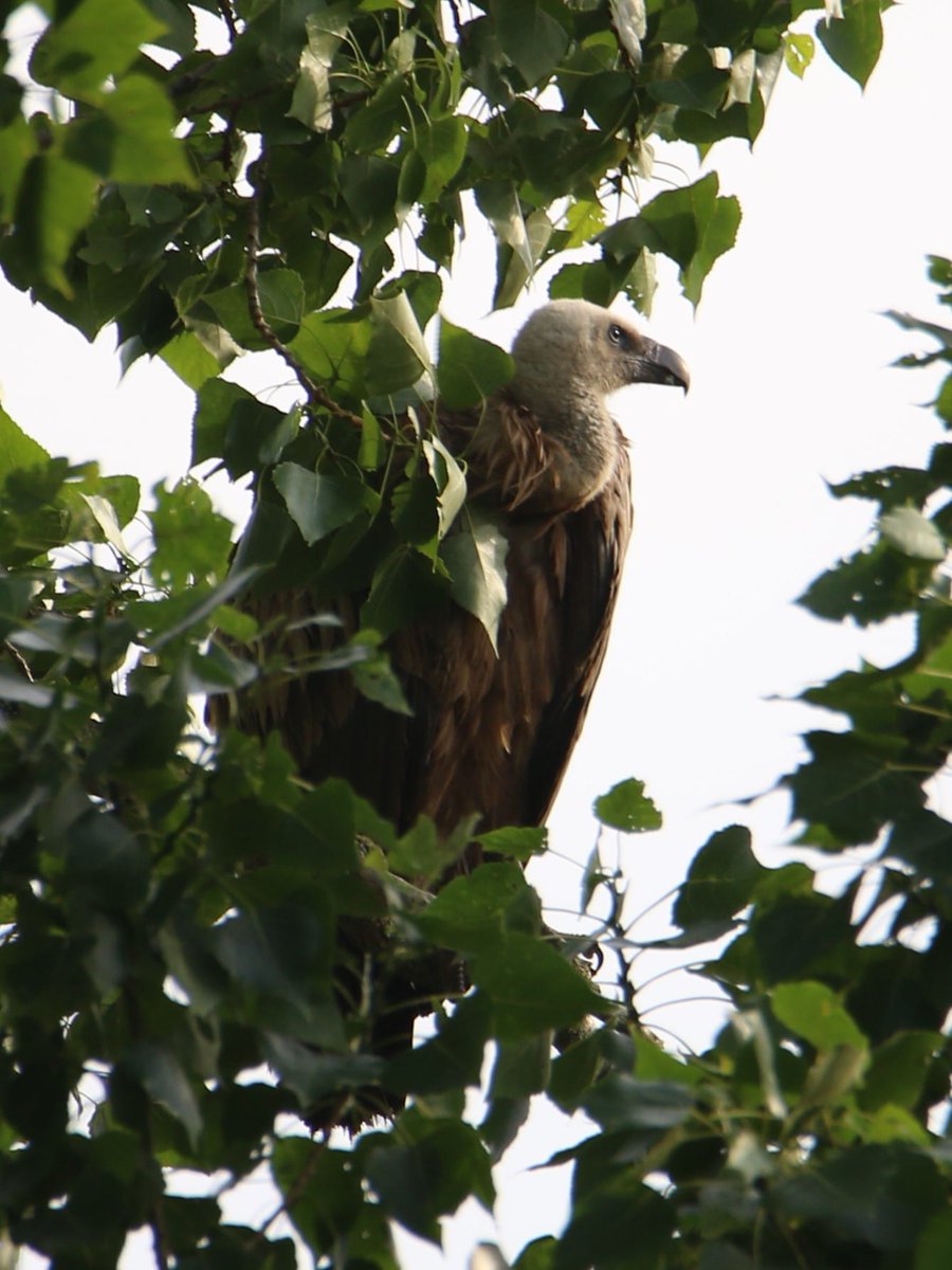 Gerard Groeneveld tweet media