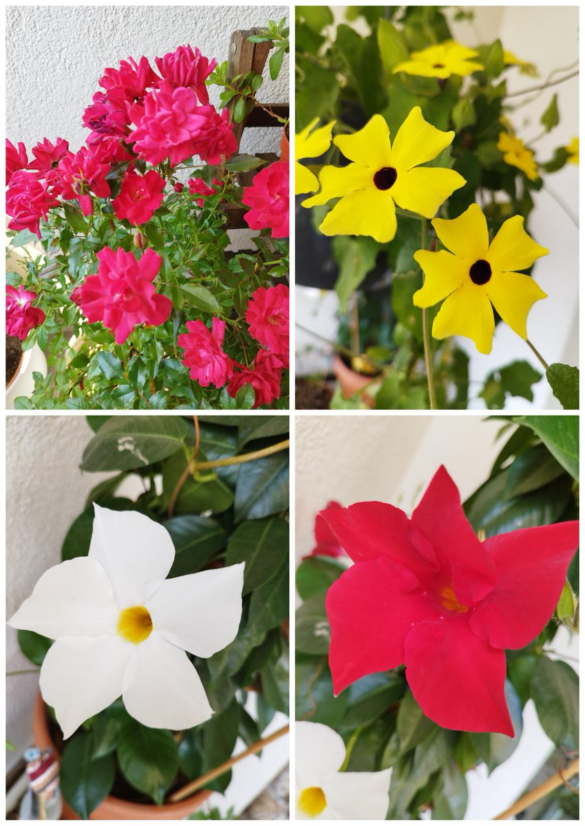 schoenesgegendoofes
Impressionen vom Balkon