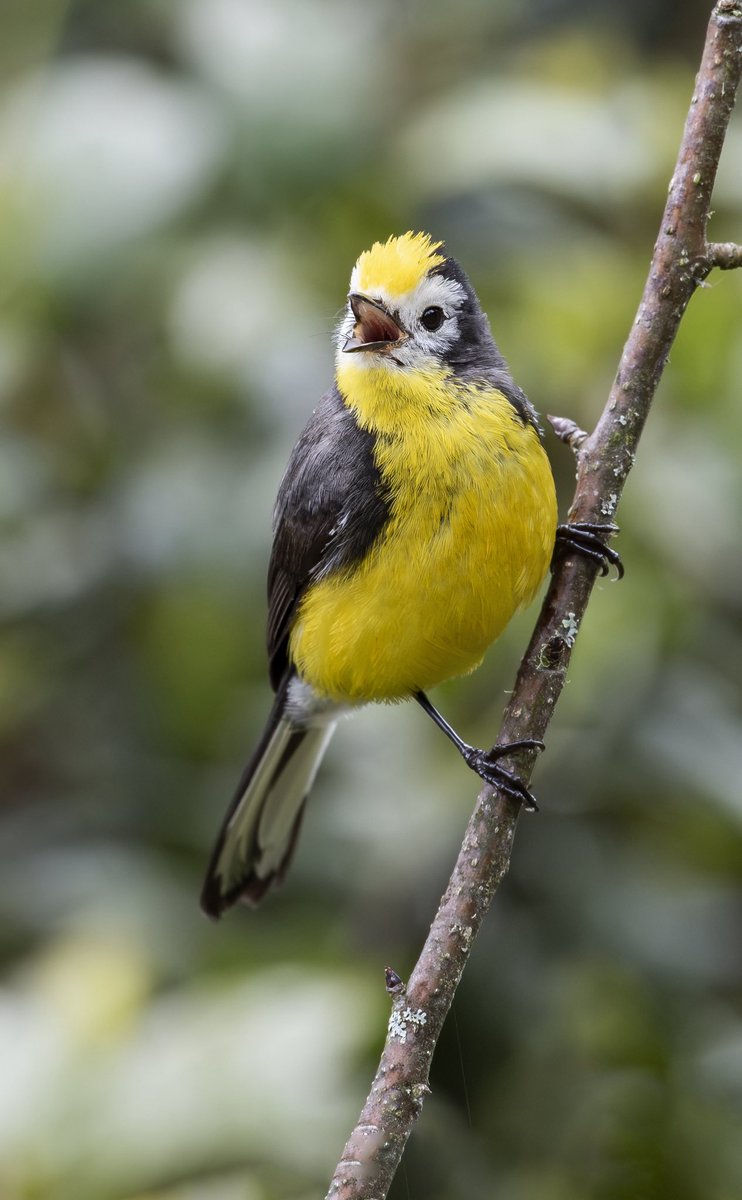 #spamdepajaritosparaelPaPá