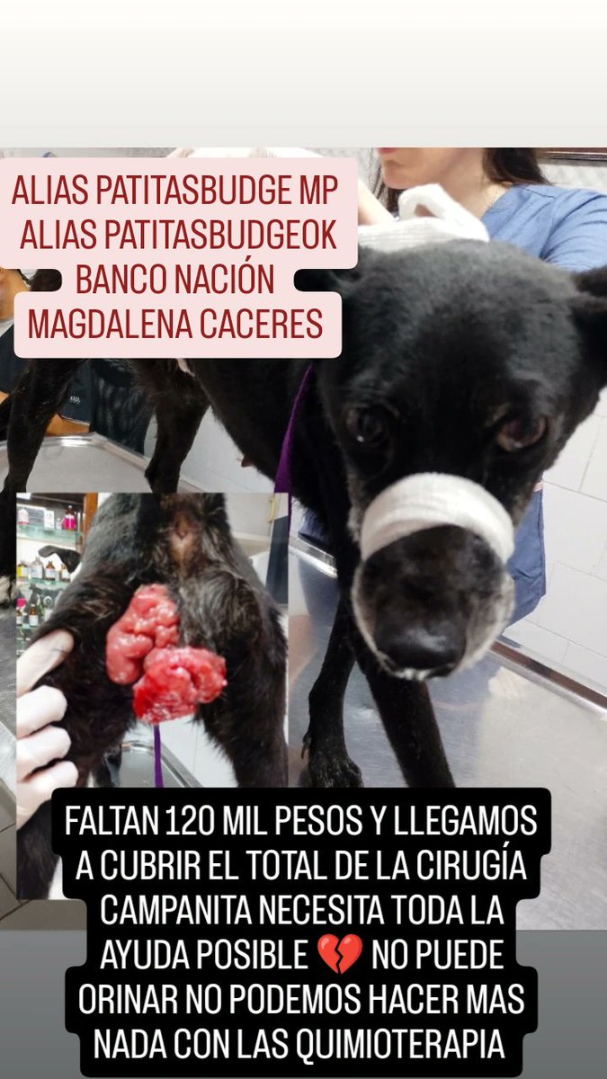 patitas_budgeok's tweet photo. FALTAN 120 MIL PESOS Y LLEGAMOS A CUBRIR EL TOTAL DE LA CIRUGÍA CAMPANITA NECESITA TODA LA AYUDA POSIBLE 💔 NO PUEDE ORINAR NO PODEMOS GACER MAS NADA CON LAS QUIMIOTERAPIA 
🙌ALIAS PATITASBUDGE MP
🙌ALIAS PATITASBUDGEOK
🙌BANCO NACIÓN 
🙌MAGDALENA CACERES https://t.co/6IyzyFxk79