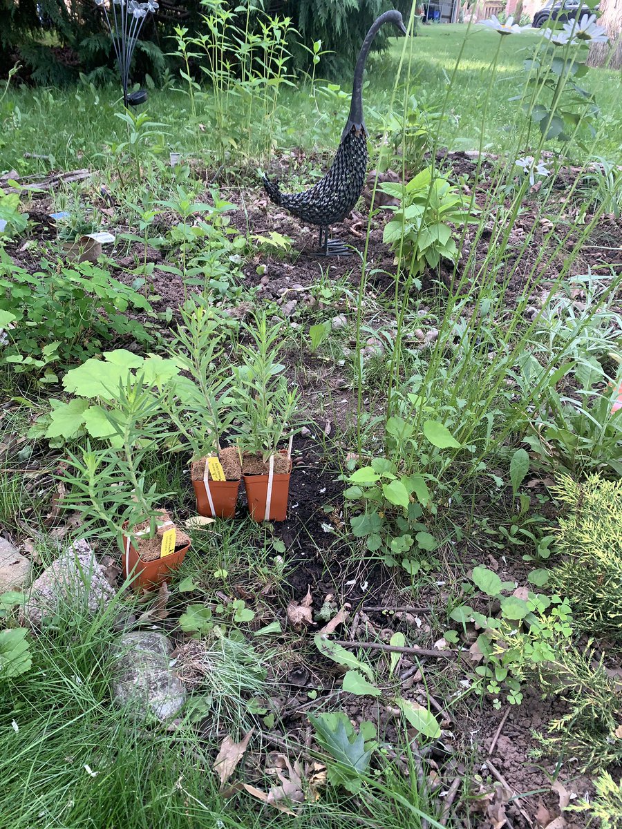 violin4all's tweet image. Planting some milkweed 🌱plants for the Monarchs 🦋. It is the only species of plant that the Monarch will lay her “eggs” (larvae) on. #pollinator
