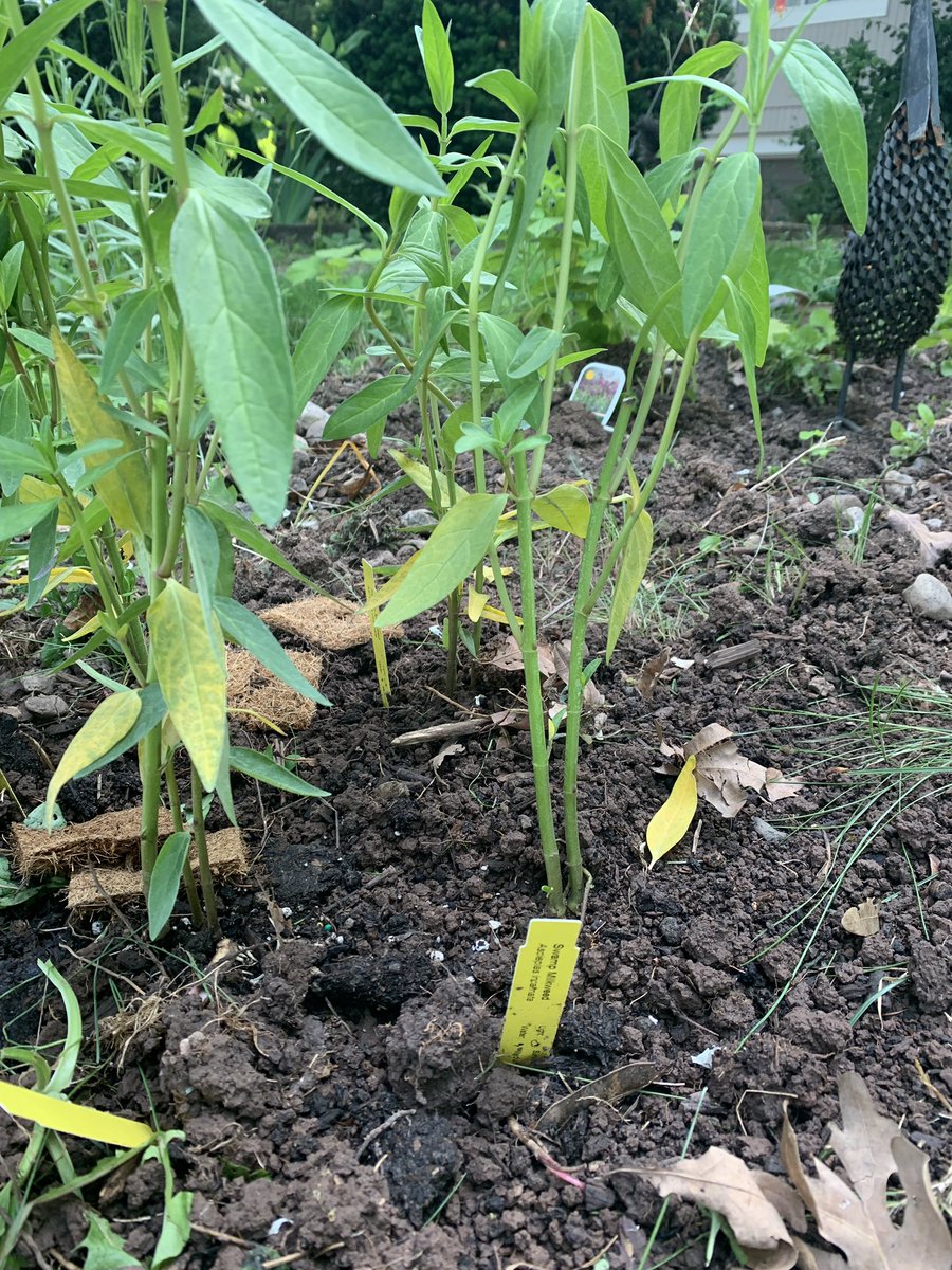 violin4all's tweet image. Planting some milkweed 🌱plants for the Monarchs 🦋. It is the only species of plant that the Monarch will lay her “eggs” (larvae) on. #pollinator